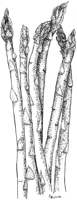 Asparagus drawing
