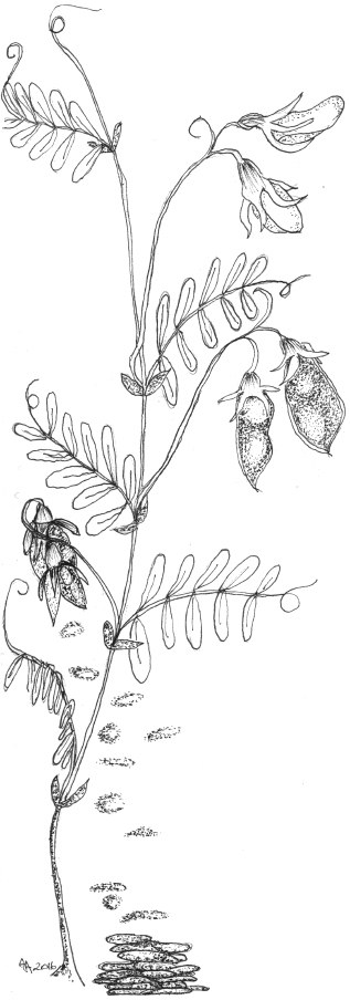 Lentils drawing