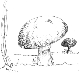 Mushrooms drawing part