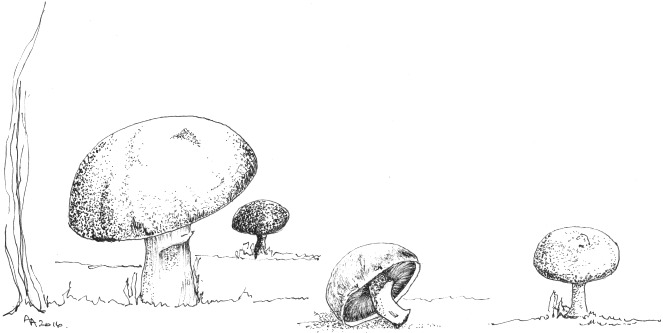 Mushrooms drawing