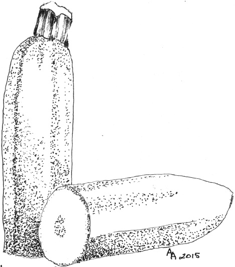 Zucchini drawing
